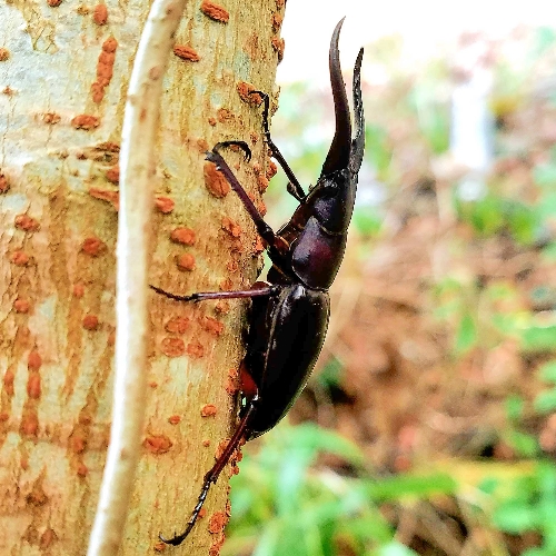 クワガタ写真 29